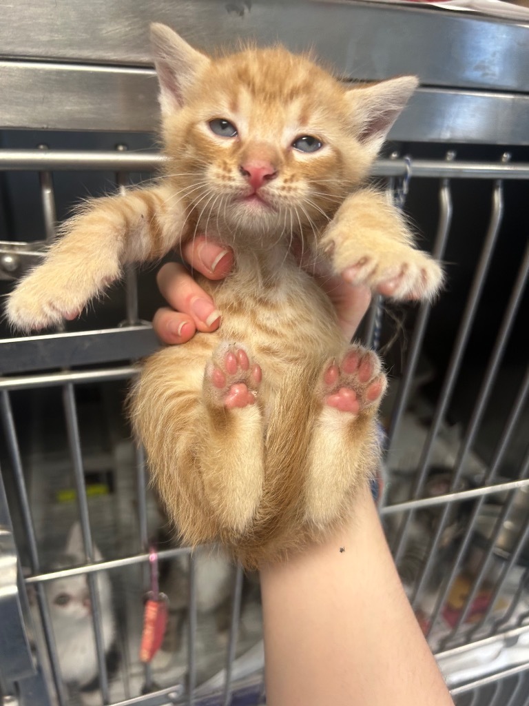 Grand Duke, an adoptable Domestic Short Hair in Greenwood, MS, 38930 | Photo Image 2