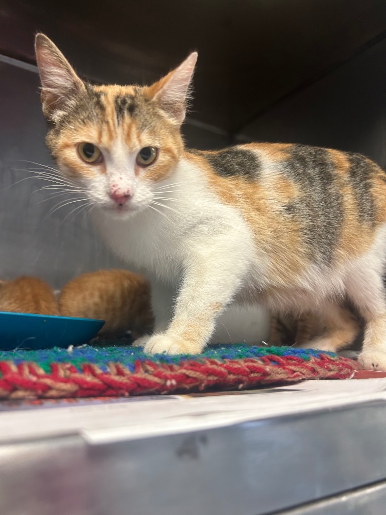 Cinderella, an adoptable Calico in Greenwood, MS, 38930 | Photo Image 1