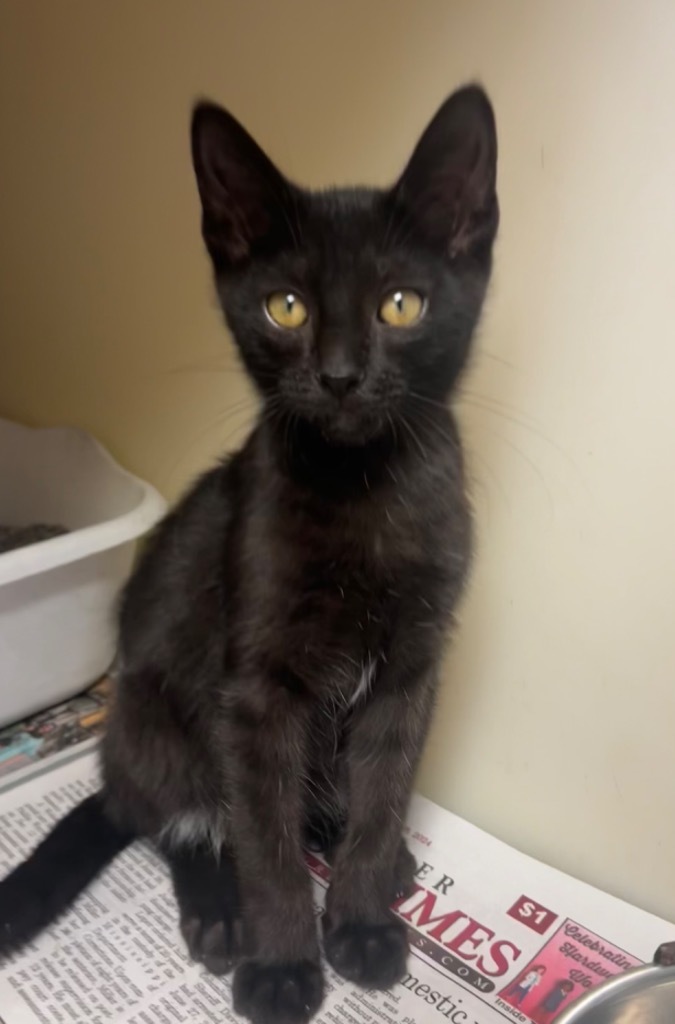 Monty, an adoptable Domestic Long Hair in Greenwood, MS, 38930 | Photo Image 1