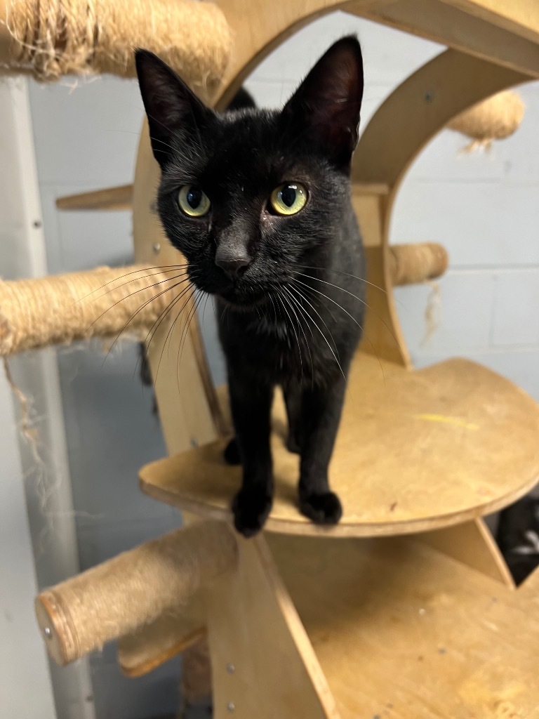 Tiggy, an adoptable Domestic Short Hair in Greenwood, MS, 38930 | Photo Image 1