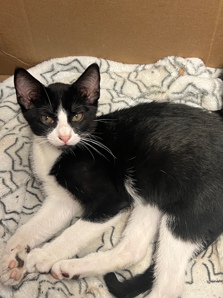 Grumpy Cat, an adoptable Domestic Short Hair in Greenwood, MS, 38930 | Photo Image 1