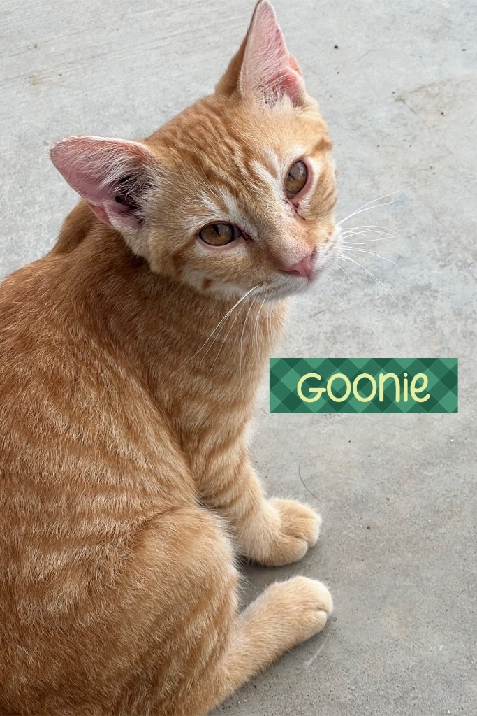 Goonie, an adoptable Domestic Medium Hair in Greenwood, MS, 38930 | Photo Image 1