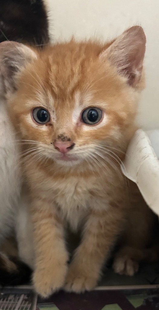 Goonie, an adoptable Domestic Medium Hair in Greenwood, MS, 38930 | Photo Image 2