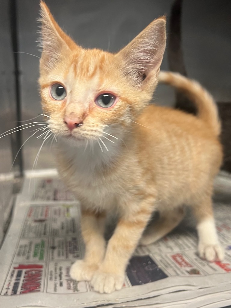 Tweety, an adoptable Domestic Short Hair in Greenwood, MS, 38930 | Photo Image 1