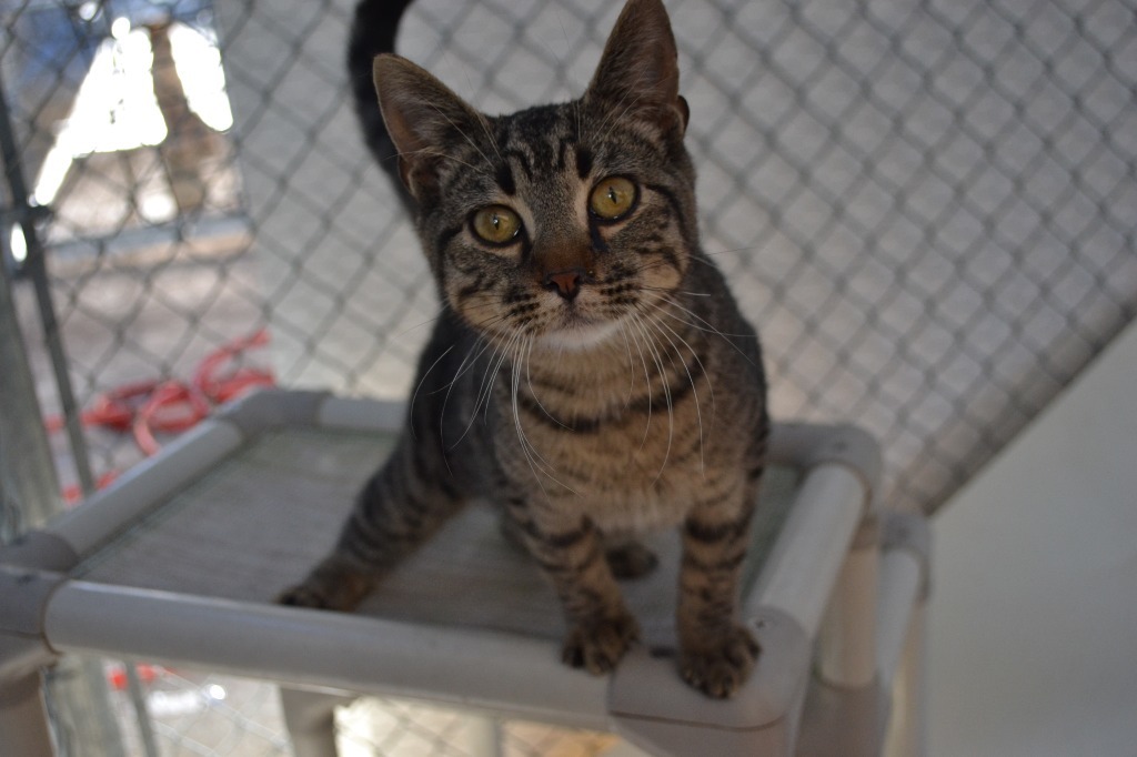 Deere, an adoptable Domestic Short Hair in Greenwood, MS, 38930 | Photo Image 1