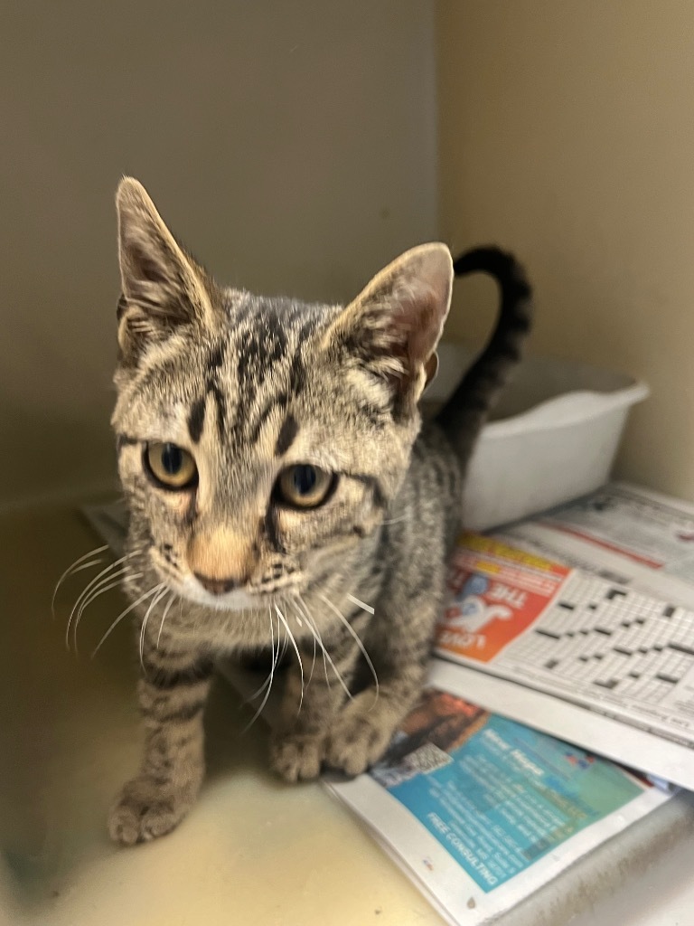 Deere, an adoptable Domestic Short Hair in Greenwood, MS, 38930 | Photo Image 3