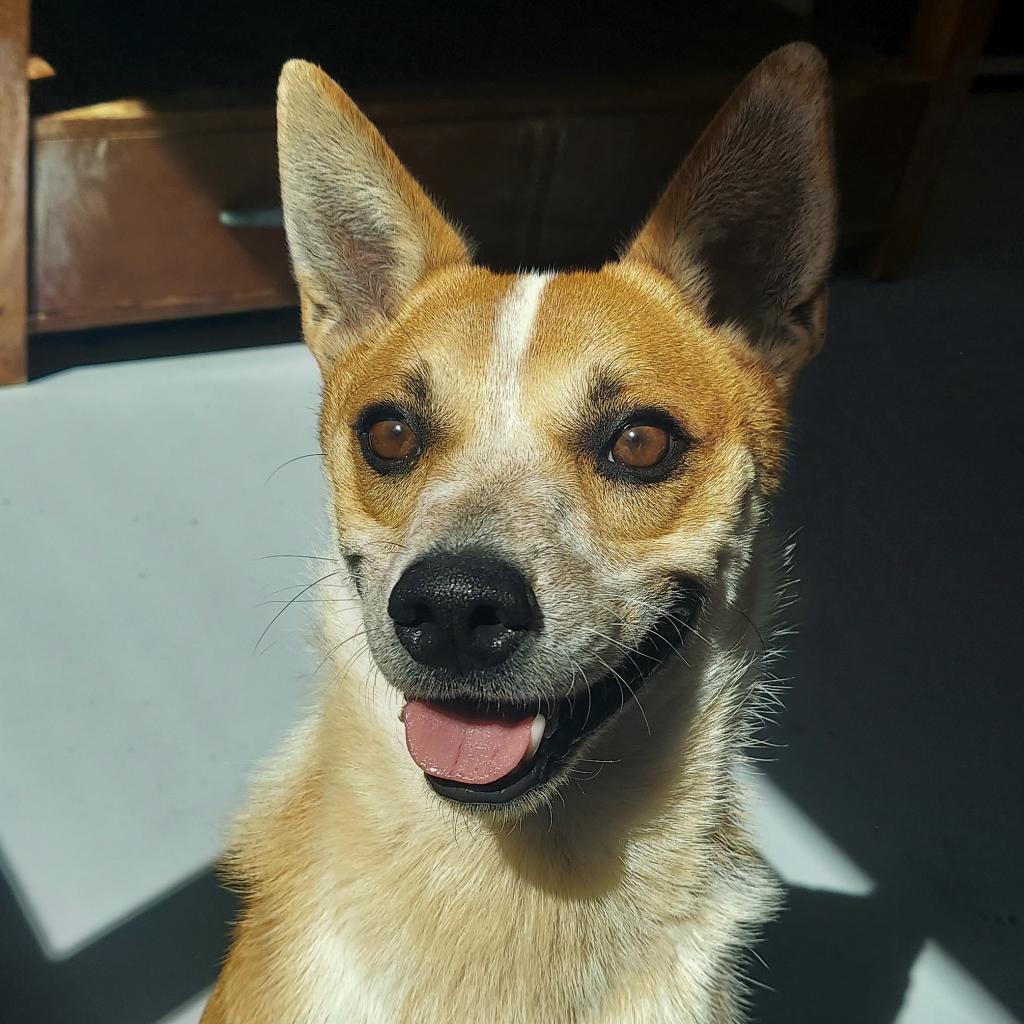 Pipsqueak, an adoptable Cattle Dog, Mixed Breed in Ponca City, OK, 74604 | Photo Image 1