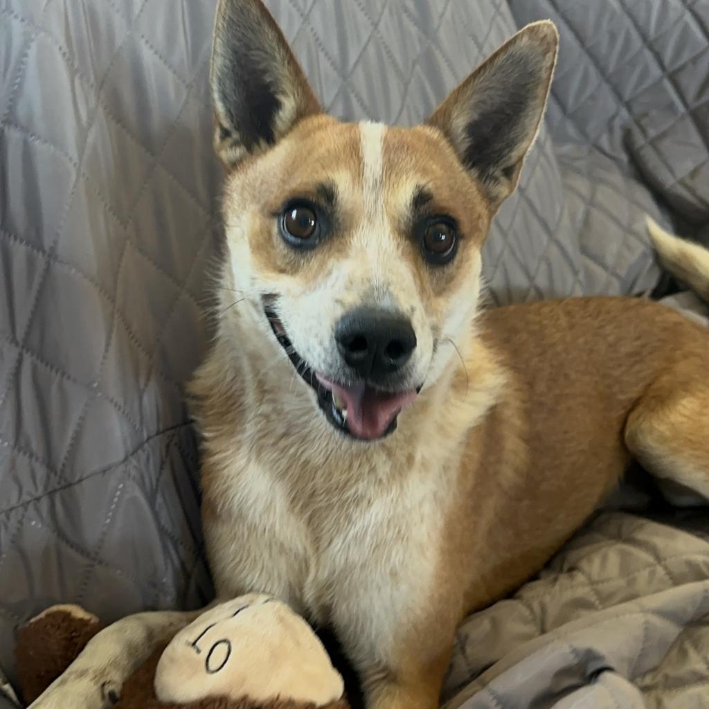 Pipsqueak, an adoptable Cattle Dog, Mixed Breed in Ponca City, OK, 74604 | Photo Image 2