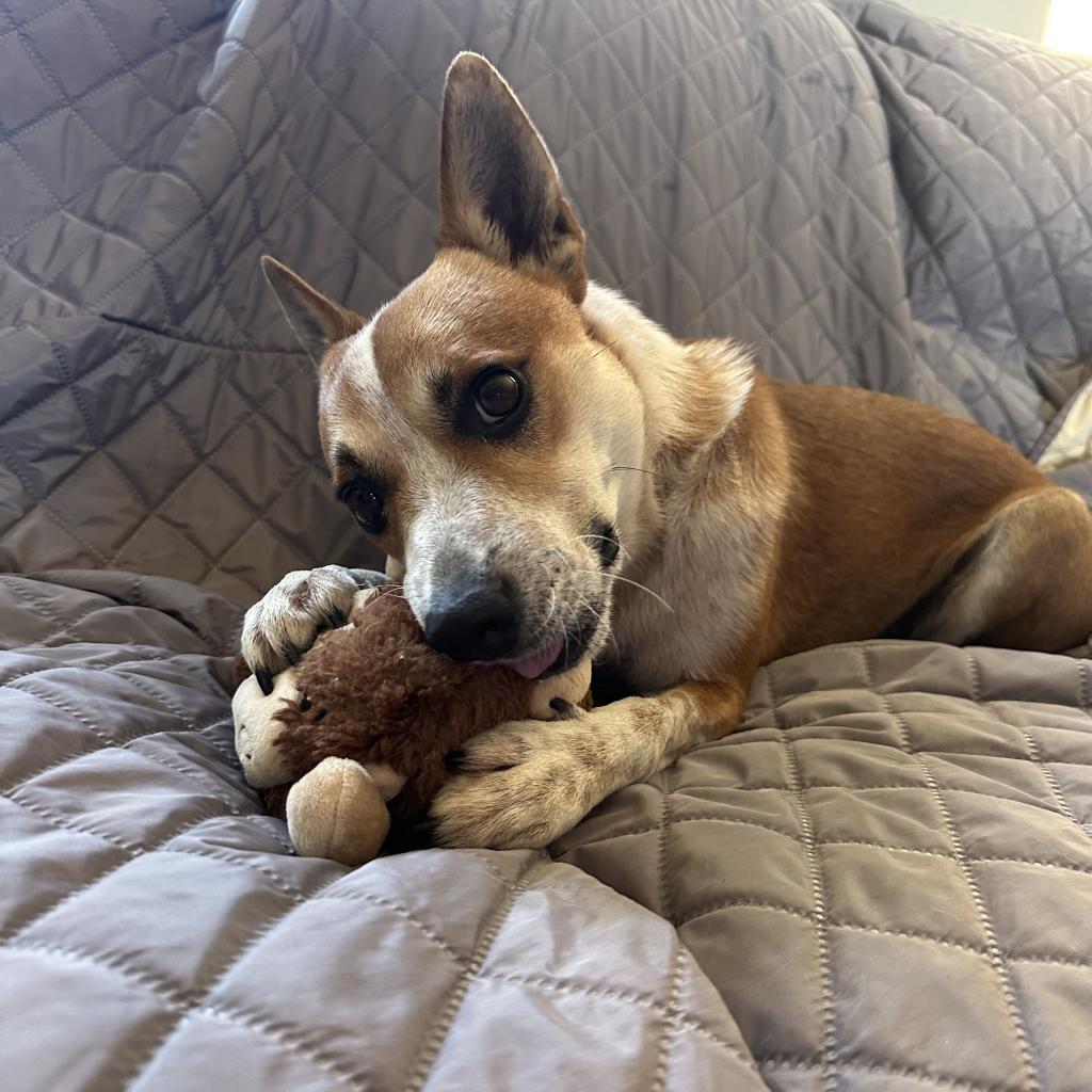 Pipsqueak, an adoptable Cattle Dog, Mixed Breed in Ponca City, OK, 74604 | Photo Image 3