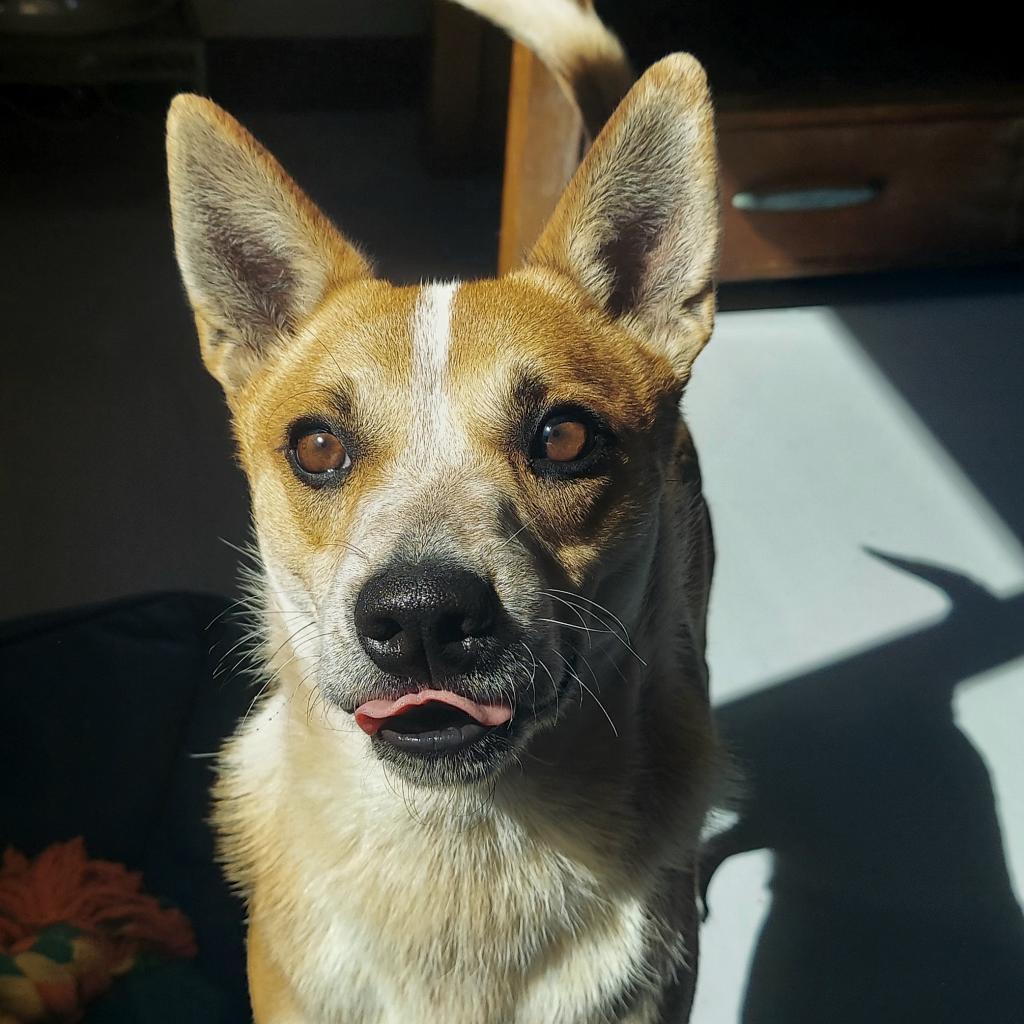 Pipsqueak, an adoptable Cattle Dog, Mixed Breed in Ponca City, OK, 74604 | Photo Image 5