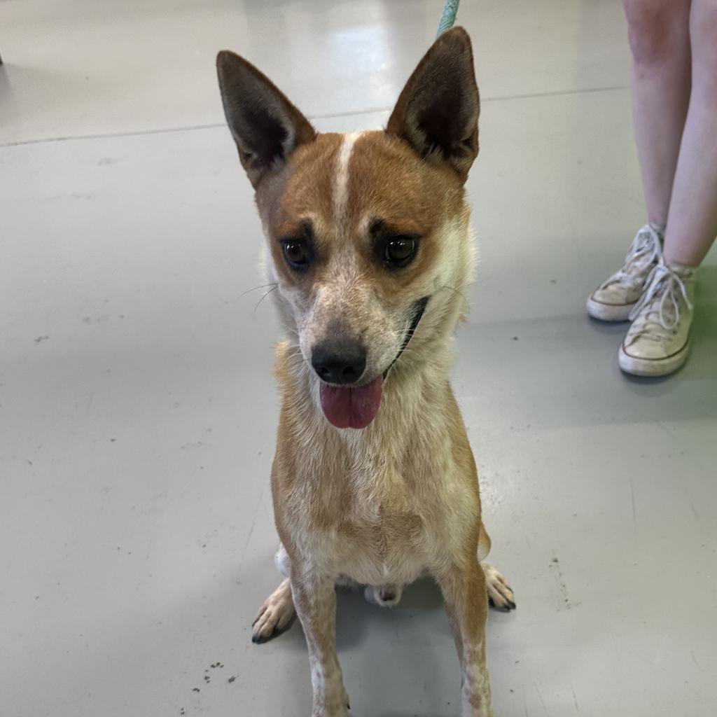 Pipsqueak, an adoptable Cattle Dog, Mixed Breed in Ponca City, OK, 74604 | Photo Image 6