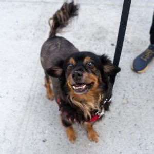 Confetti Tibetan Spaniel Dog