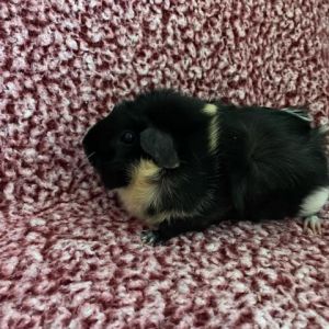 Im Mischa a 1 year old Abysinian female guinea pig who was surrendered to a local animal shelter 