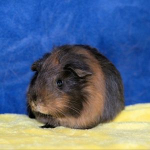 Im Sienna a young American female guinea pig who was surrendered with a group of piggies to a loca