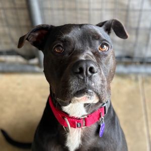 Ruger, Adult Male Pit Bull Terrier