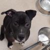Ruger photo 3