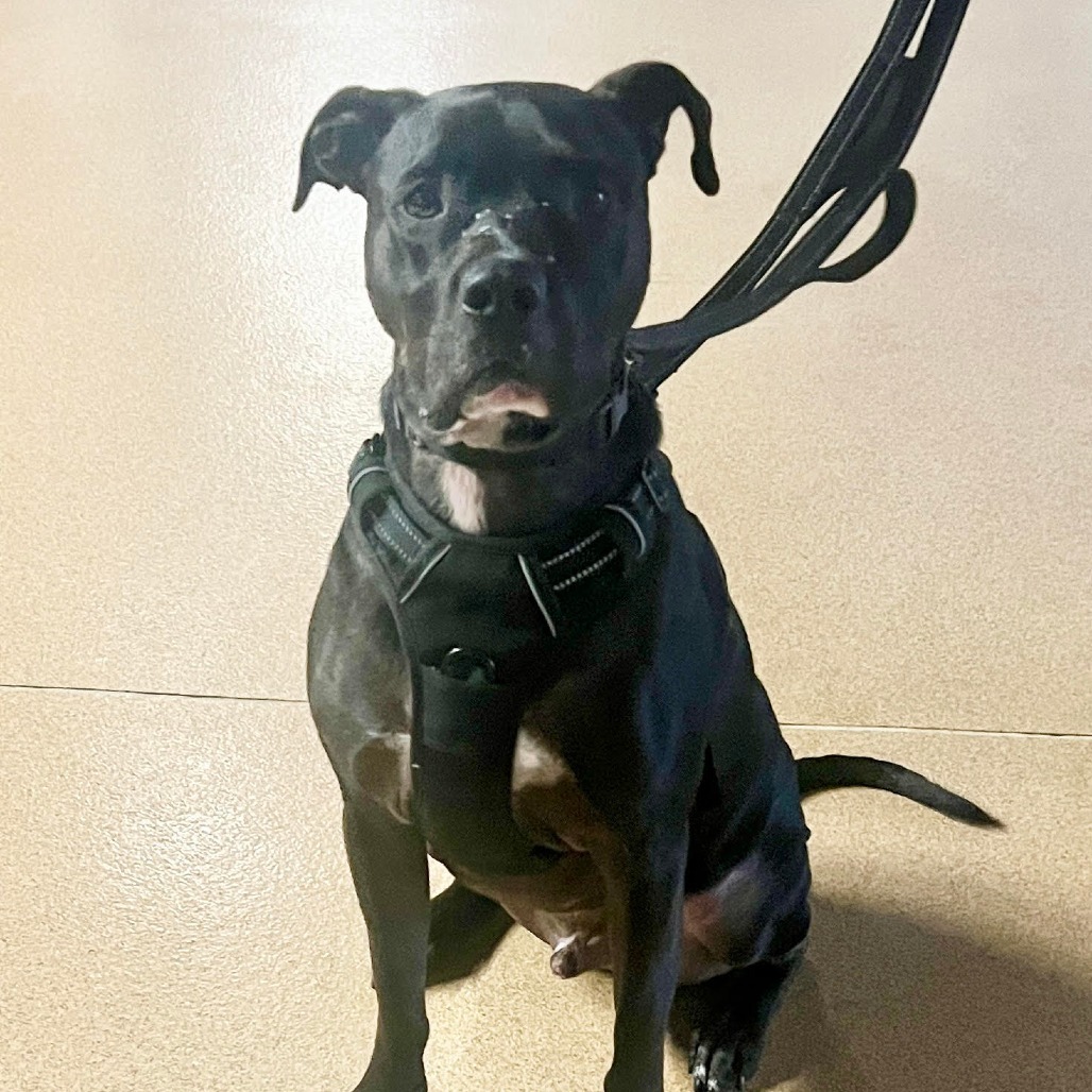 Ruger