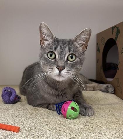 Zena, an adoptable Domestic Short Hair in Harbor Springs, MI, 49740 | Photo Image 1