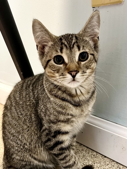 Flynn, an adoptable Domestic Short Hair in Harbor Springs, MI, 49740 | Photo Image 1