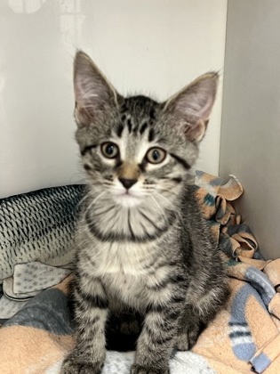 Kris, an adoptable Domestic Short Hair in Harbor Springs, MI, 49740 | Photo Image 1