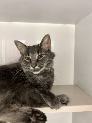 Ms. Kitty, an adoptable Domestic Long Hair, Domestic Short Hair in Harbor Springs, MI, 49740 | Photo Image 1