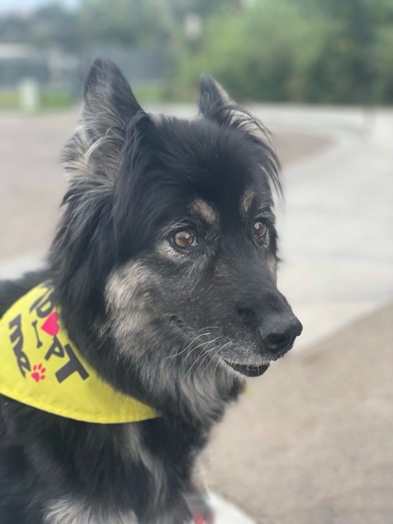 Rosie, an adoptable German Shepherd Dog in Twin Falls, ID, 83301 | Photo Image 1