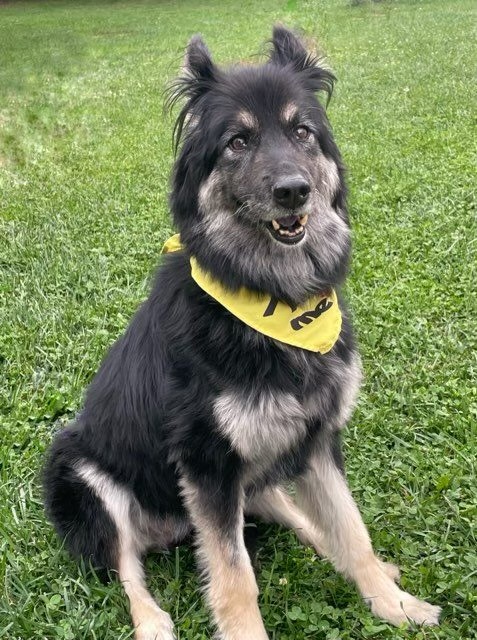 Rosie, an adoptable German Shepherd Dog in Twin Falls, ID, 83301 | Photo Image 2