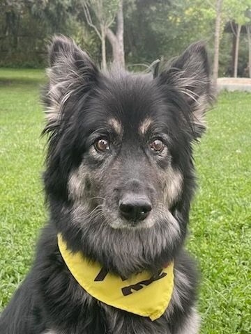 Rosie, an adoptable German Shepherd Dog in Twin Falls, ID, 83301 | Photo Image 3