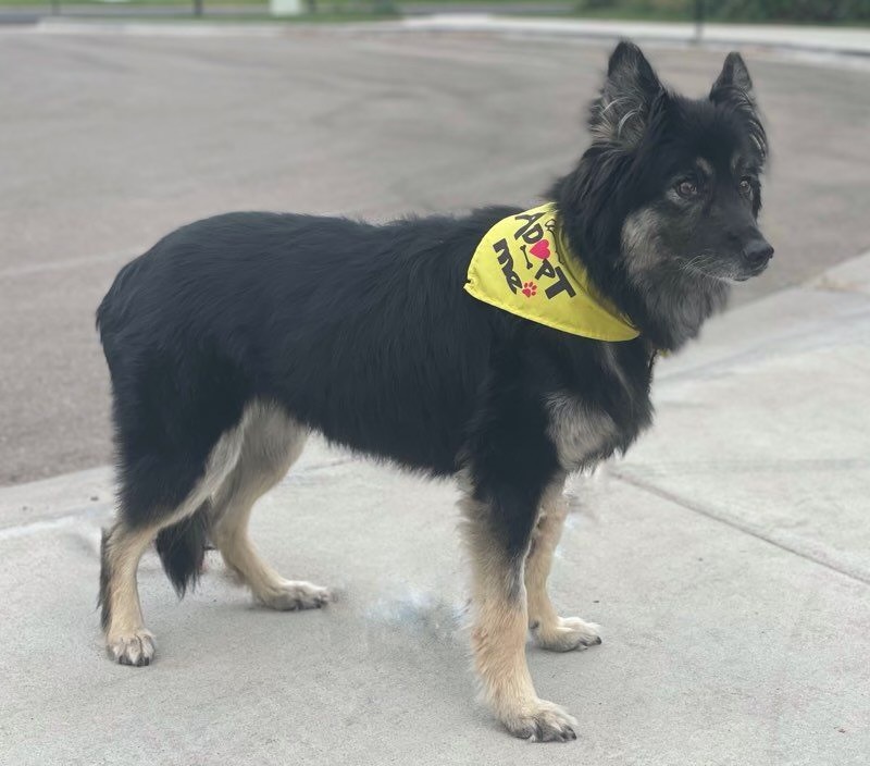 Rosie, an adoptable German Shepherd Dog in Twin Falls, ID, 83301 | Photo Image 5