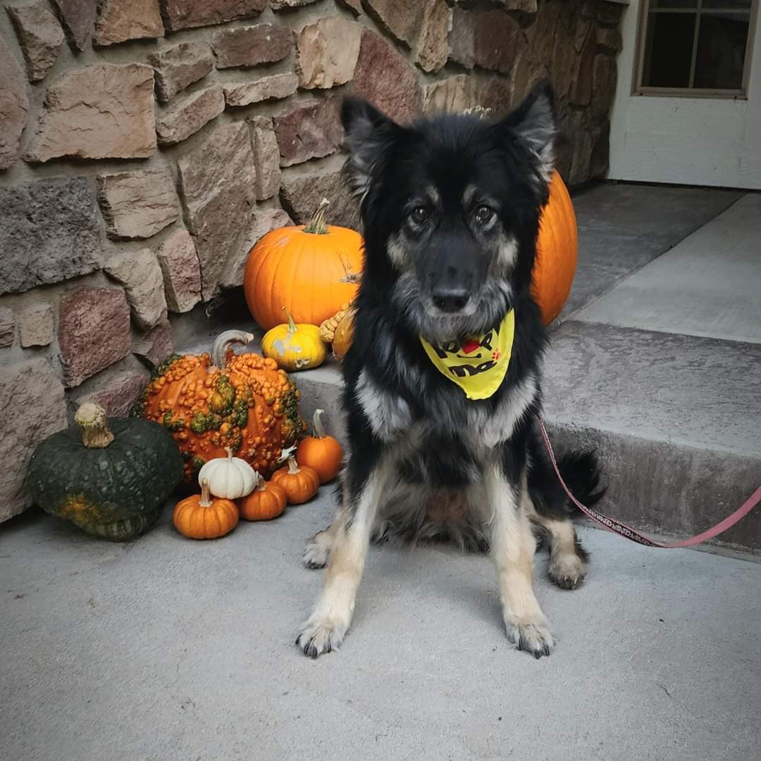 Rosie, an adoptable German Shepherd Dog in Twin Falls, ID, 83301 | Photo Image 6