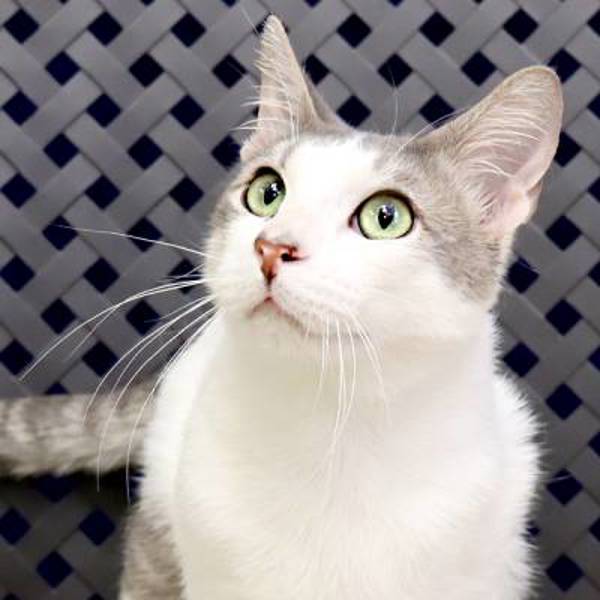 Arthur, an adoptable Domestic Short Hair in Fort Davis, TX, 79734 | Photo Image 1