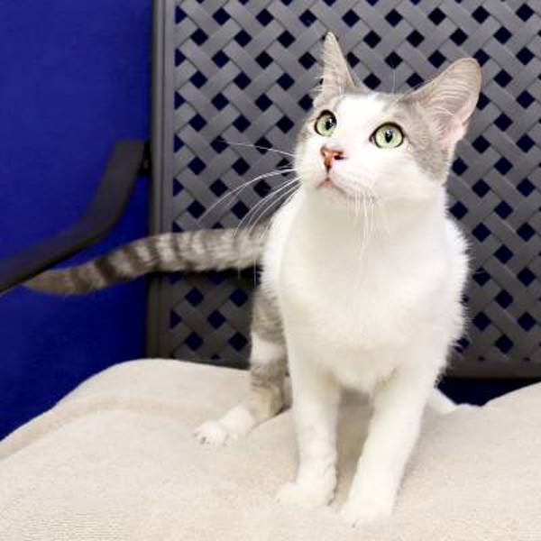 Arthur, an adoptable Domestic Short Hair in Fort Davis, TX, 79734 | Photo Image 2