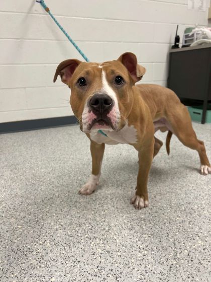 Laika, an adoptable Pit Bull Terrier, Mixed Breed in Caldwell, ID, 83607 | Photo Image 1