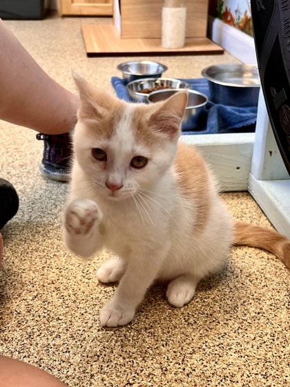 Vancouver, an adoptable Domestic Short Hair in Harbor Springs, MI, 49740 | Photo Image 1