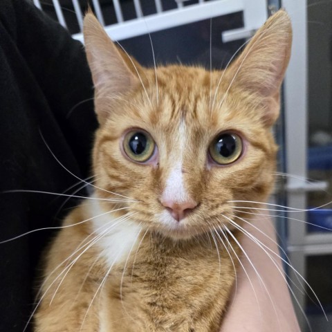 Pickles, an adoptable Domestic Short Hair in North Battleford, SK, S9A 2M7 | Photo Image 2