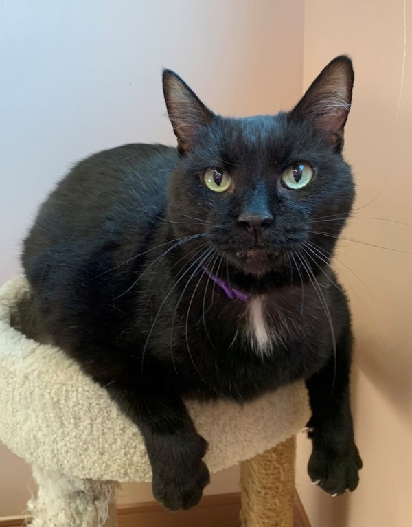 Gideon, an adoptable Domestic Short Hair in Great Falls, MT, 59405 | Photo Image 1