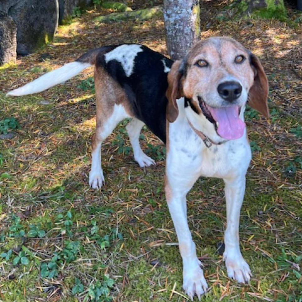 Delaney, an adoptable Treeing Walker Coonhound in Keaau, HI, 96749 | Photo Image 1