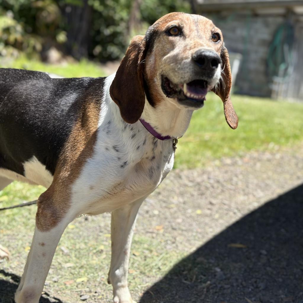 Delaney, an adoptable Treeing Walker Coonhound in Keaau, HI, 96749 | Photo Image 2