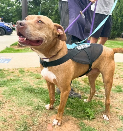 Dhonden-IN FOSTER