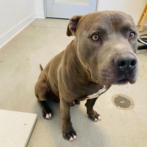 Chiko, an adoptable Pit Bull Terrier in Rifle, CO, 81650 | Photo Image 1