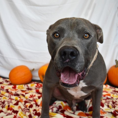 Chiko, an adoptable Pit Bull Terrier in Rifle, CO, 81650 | Photo Image 1