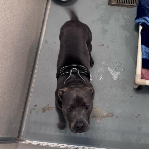 Chiko, an adoptable Pit Bull Terrier in Rifle, CO, 81650 | Photo Image 3