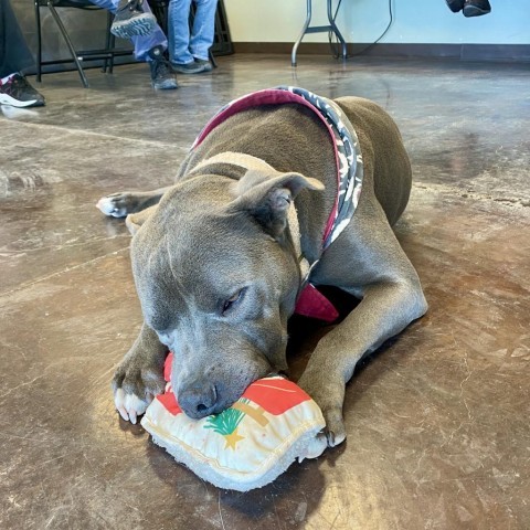 Chiko, an adoptable Pit Bull Terrier in Rifle, CO, 81650 | Photo Image 4