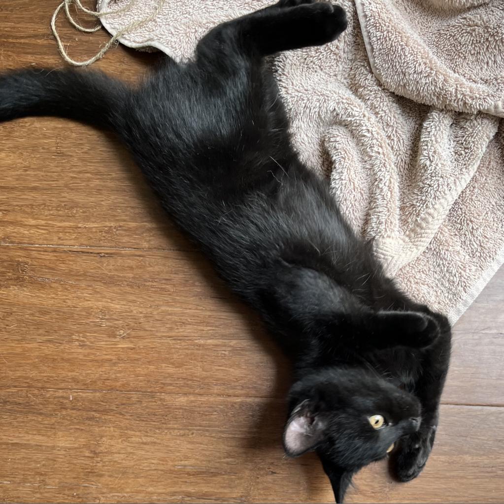 Mantel, an adoptable Domestic Short Hair in Rochester, MN, 55903 | Photo Image 1