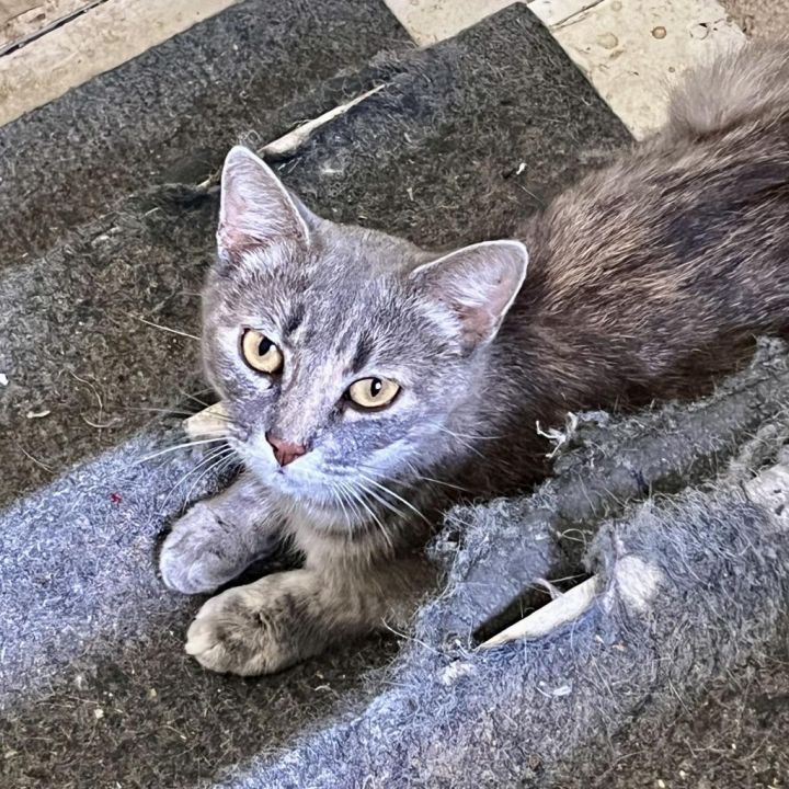 Mikki 1