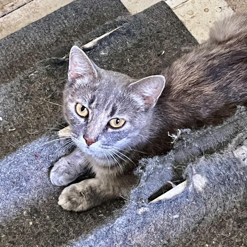 Mikki, an adoptable Domestic Short Hair in Rochester, MN, 55903 | Photo Image 1