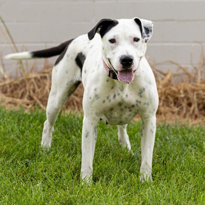 Dottie 2