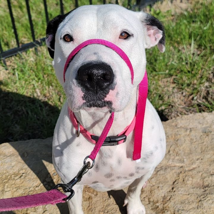 Dottie 4