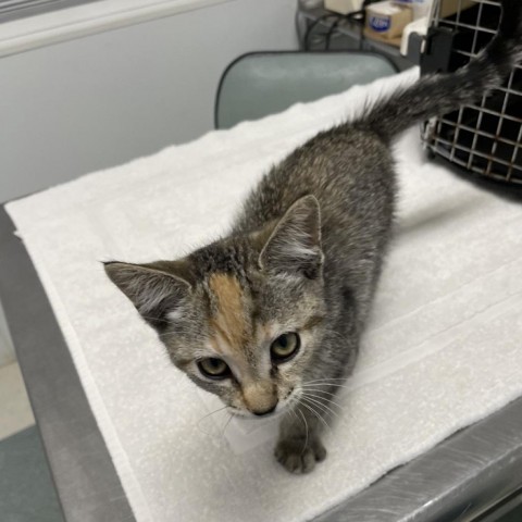 Walnut, an adoptable Domestic Short Hair in Mount Shasta, CA, 96067 | Photo Image 1