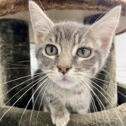 Billie, an adoptable Domestic Medium Hair in Mount Shasta, CA, 96067 | Photo Image 1